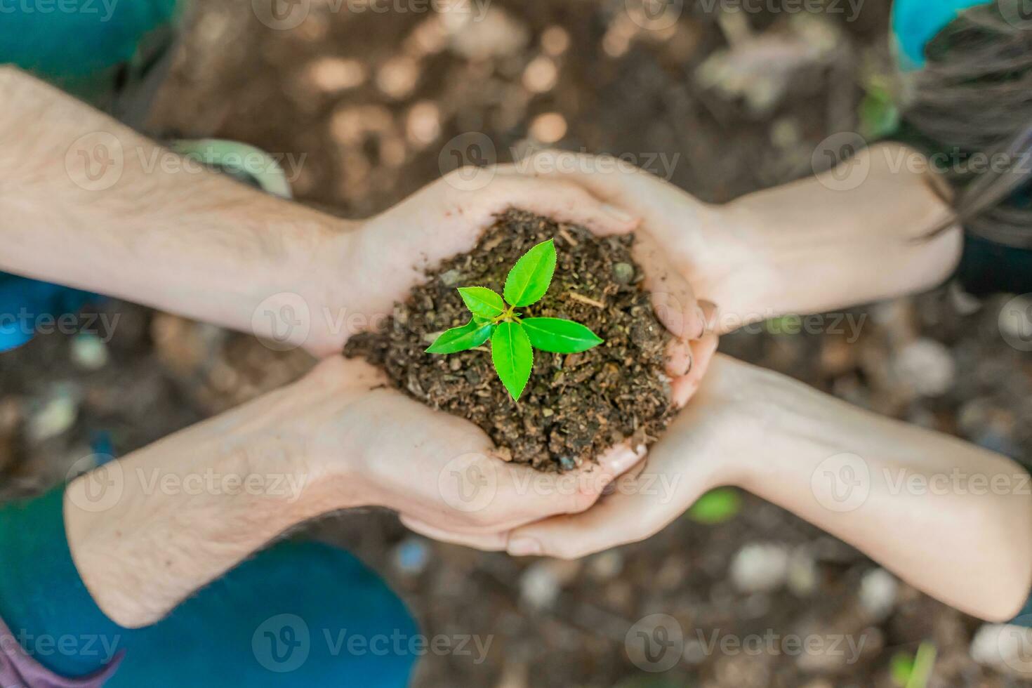 Two people's hands holding young plant on blur nature background with sunlight. photo