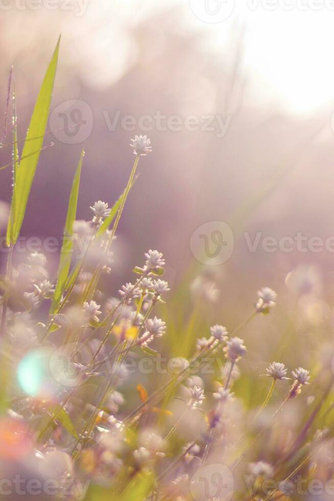 meadows at sunrise photo