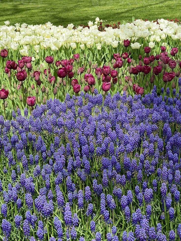 Spring tulips and hyacinths in in Gulhane Park, Istanbul. photo
