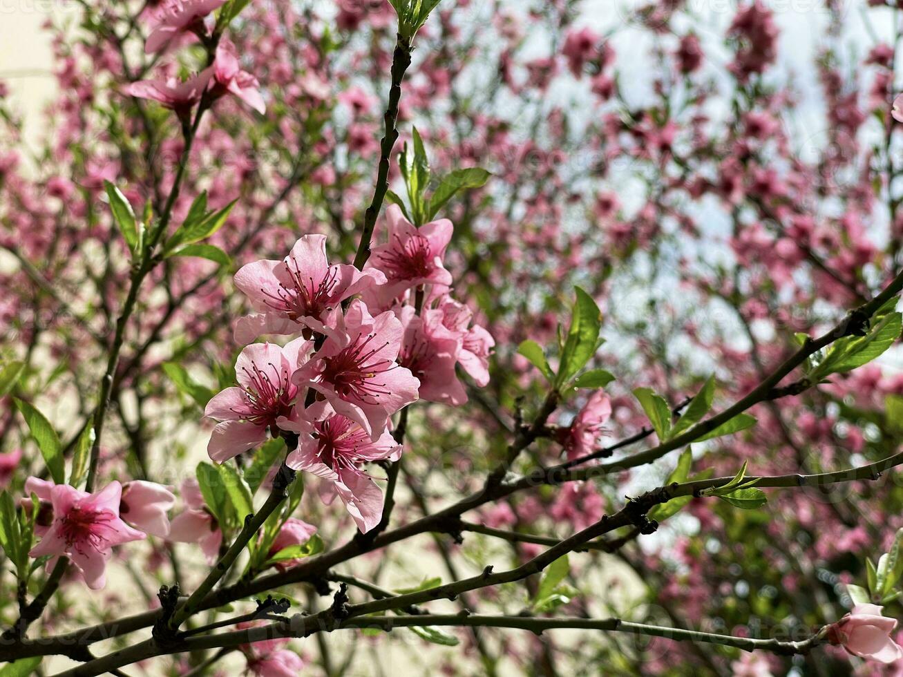 Blooming cherry tree close up view photo