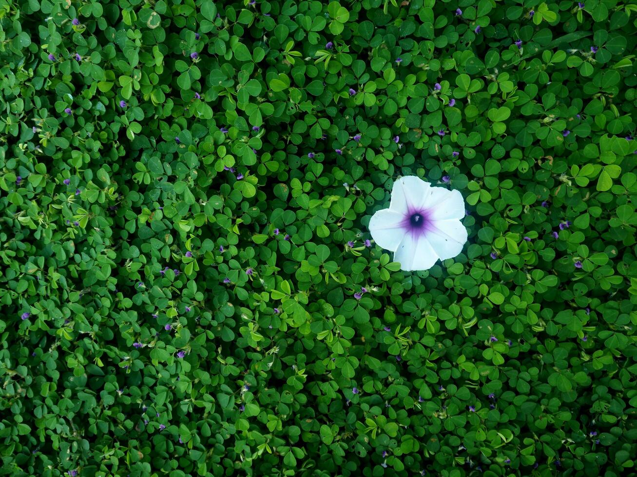 human-hand-and-foot-sign-on-green-grass-background-four-leaf-cover