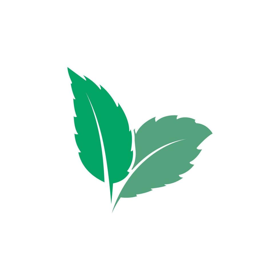Natural leaf mint logo vector template symbol design