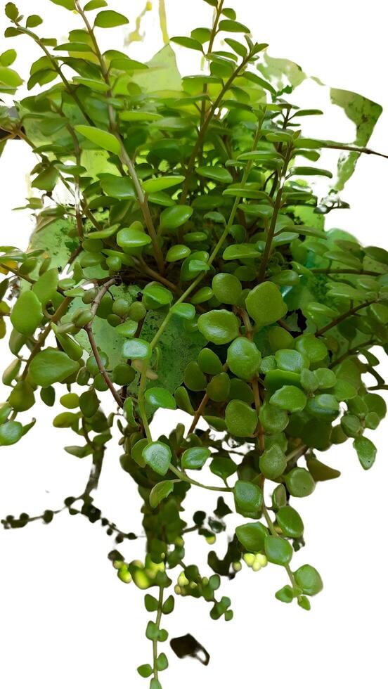 Little plant grow at home photo