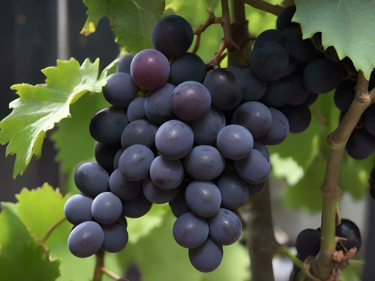 ai generado manojo de negro uvas colgando en un vino foto