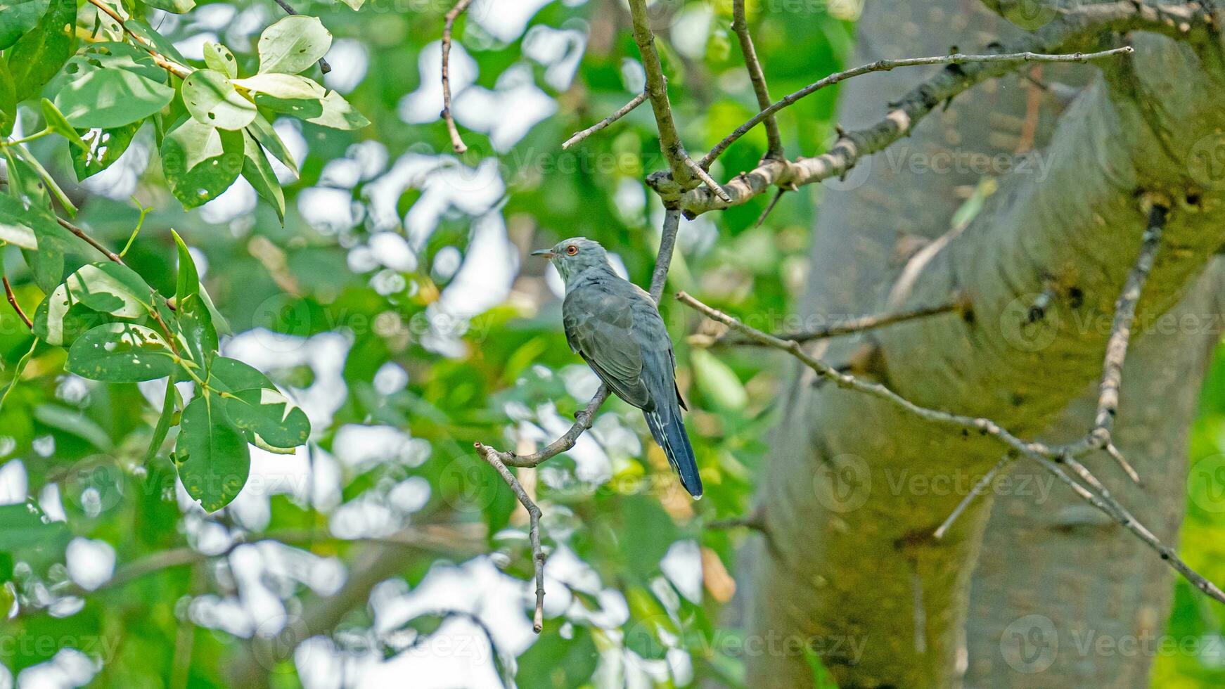 cuco quejumbroso posado en un árbol foto