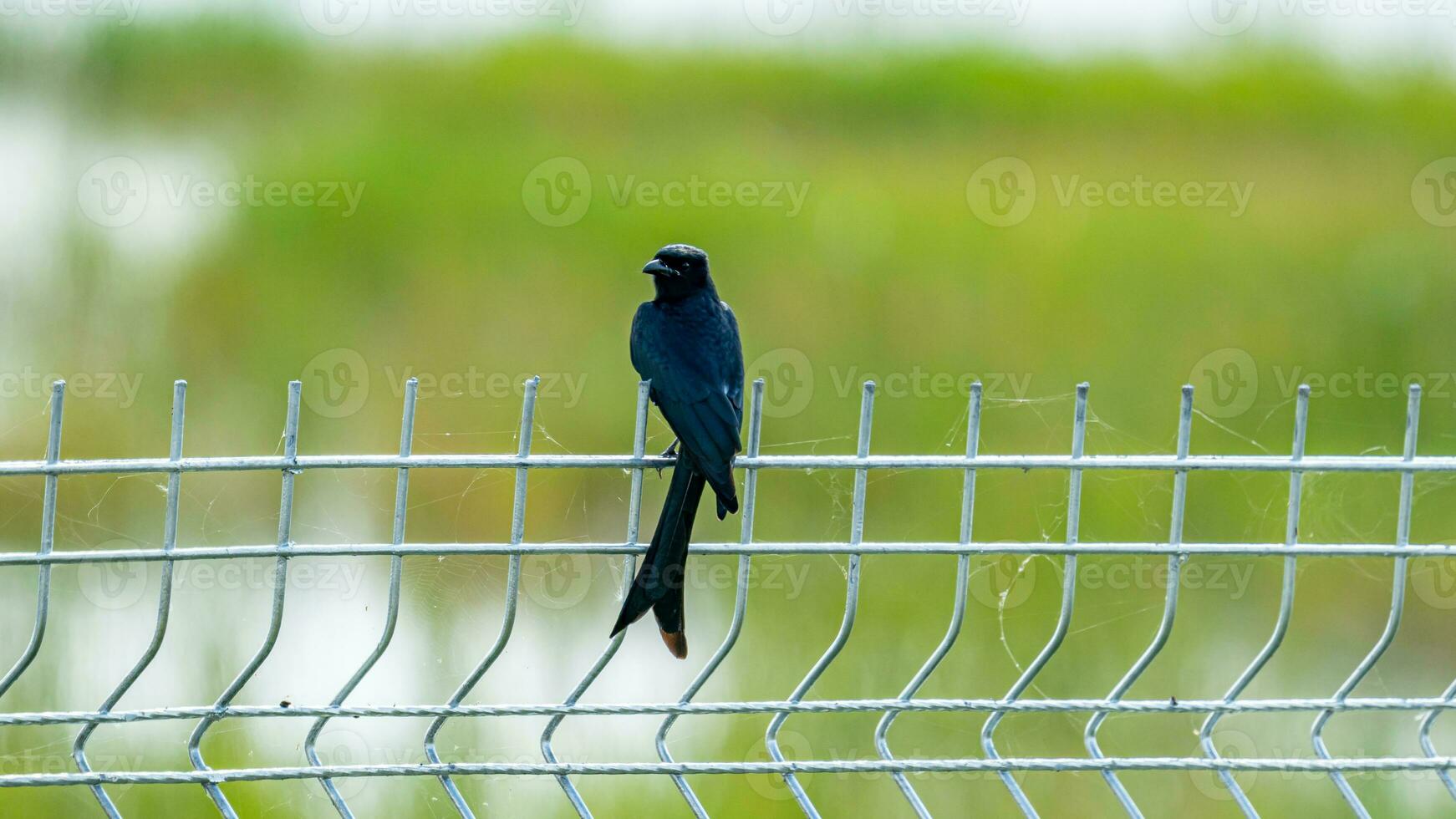 Greater Racquet-tailed Drongo stand on the fence photo