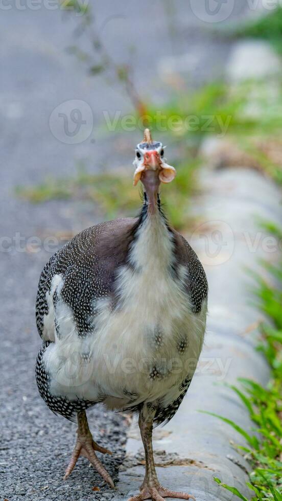 female peacock walking in the garden photo