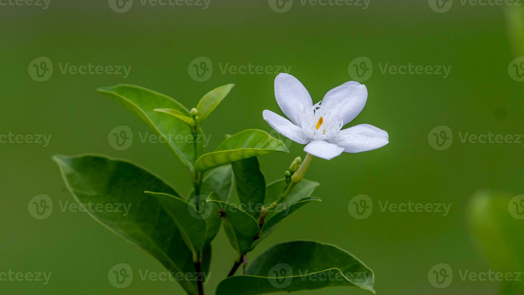 Arctic Snow, Milky Way,Snow flake, Sweet Indrajao, Winter Cherry Tree blooming in the garden photo