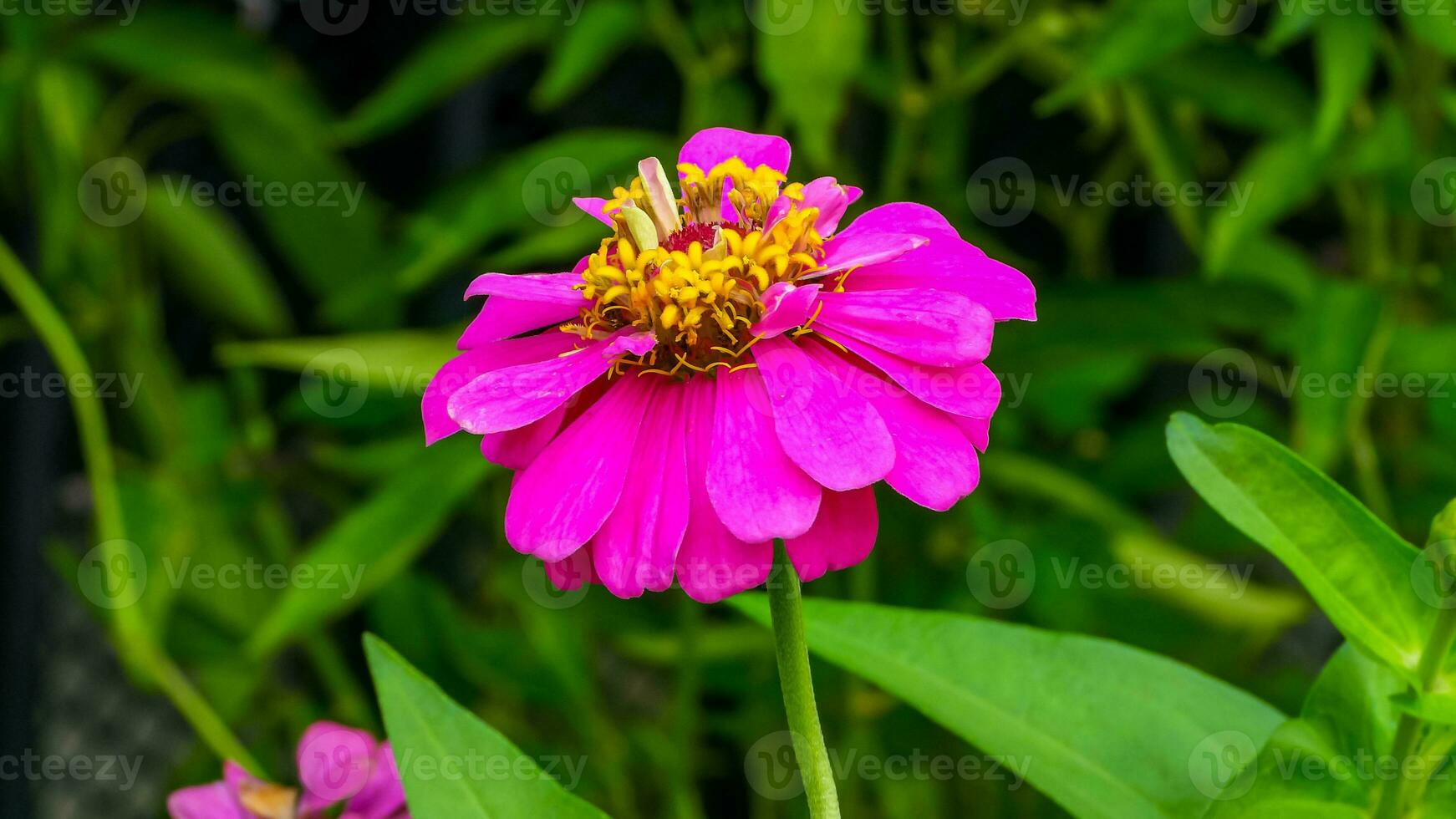 Zinnia flower blooming in the garden photo