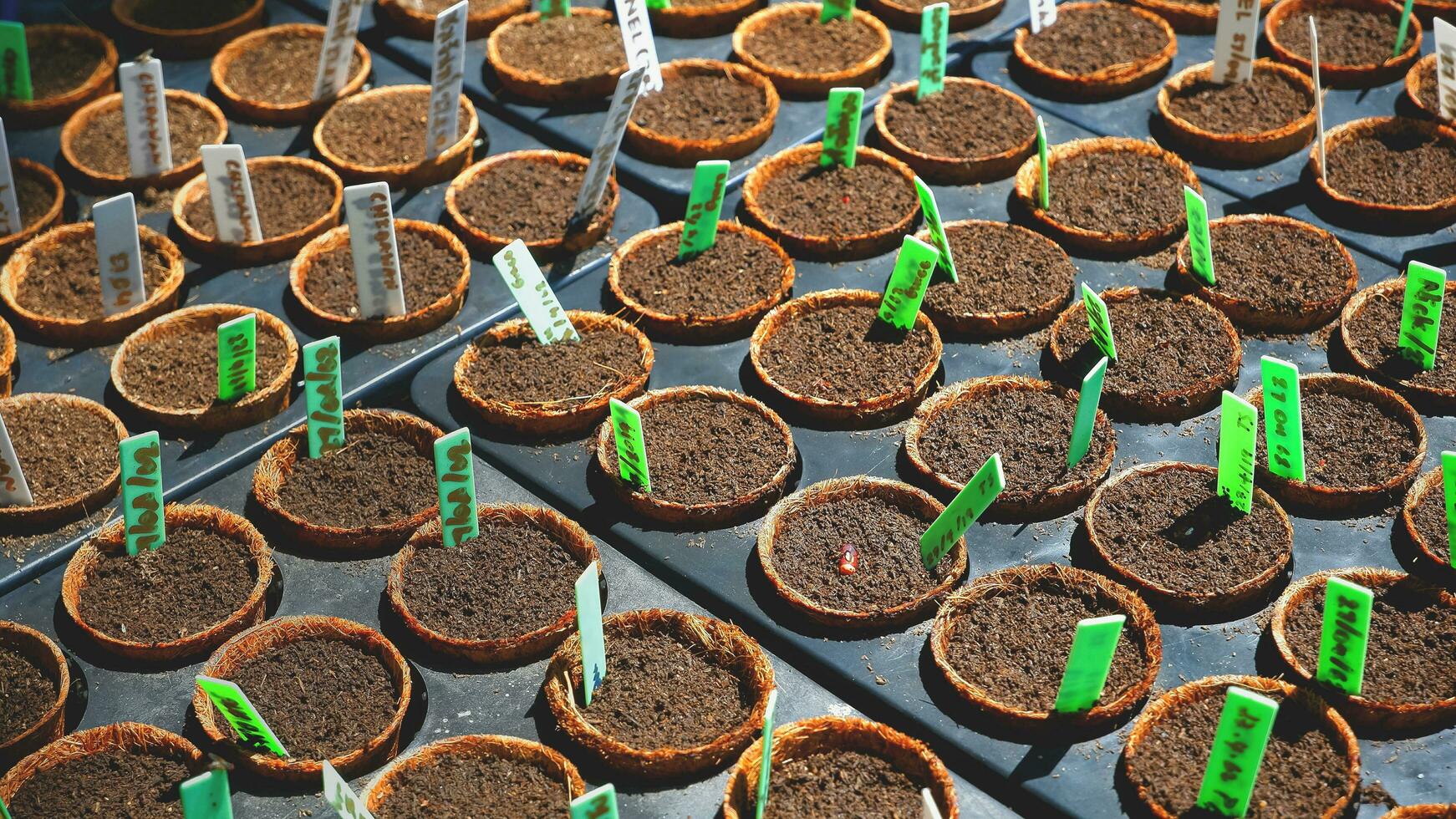 muchos varios semillas cultivo de vegetales con pequeño plantando fecha etiqueta en negro guardería bandejas en maceta, hogar jardinería zona foto