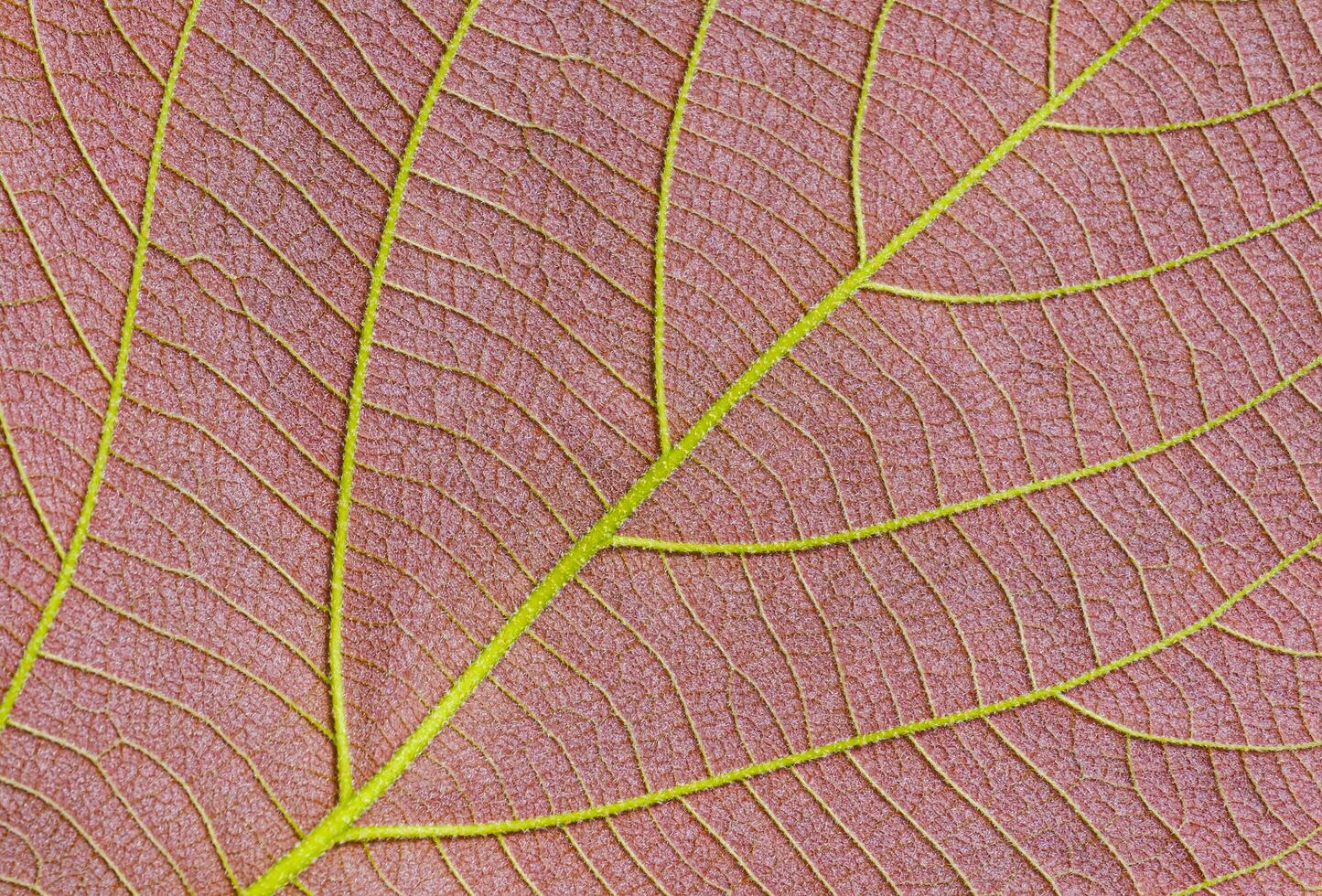 Close up of colorful ventral side of young Moonlight tree leaf texture background photo