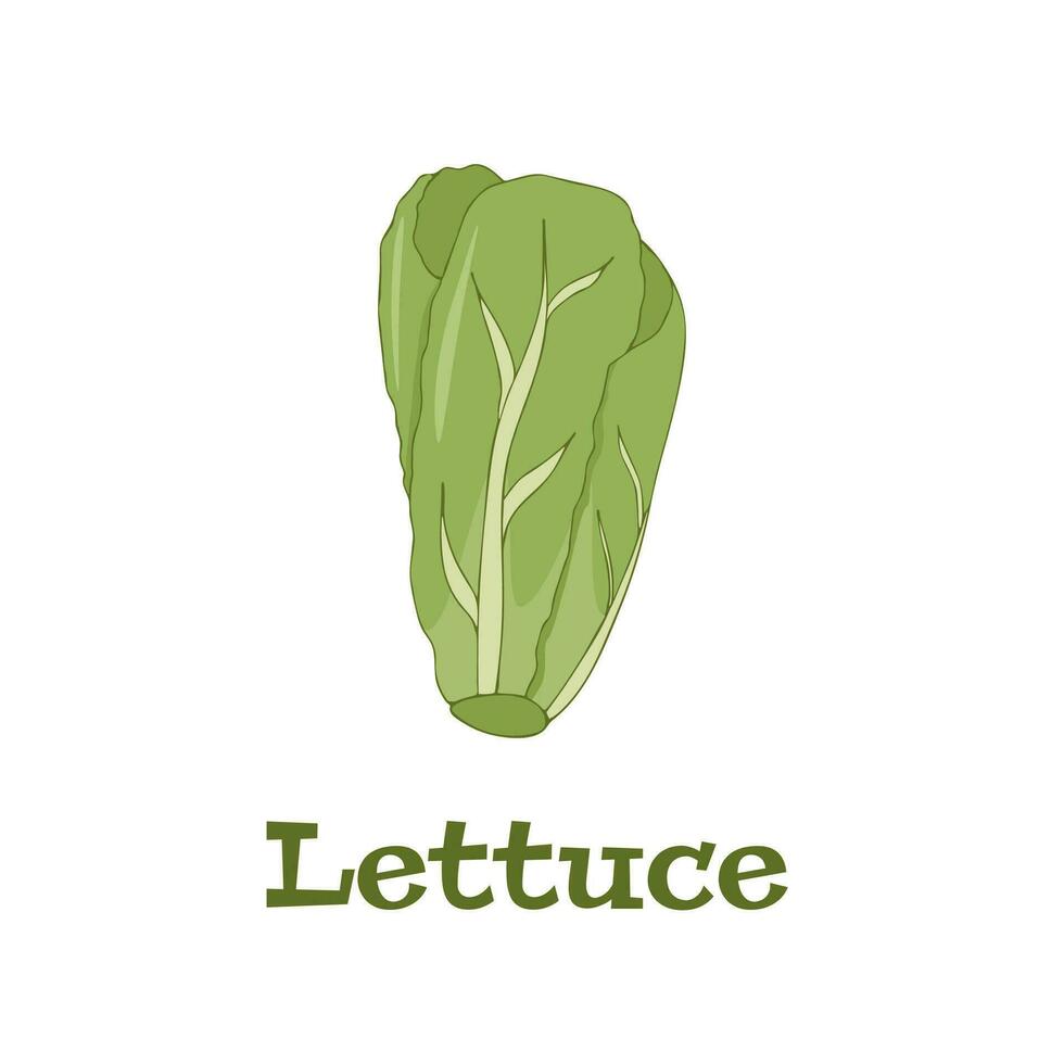 Vector illustration fresh green lettuce on white background
