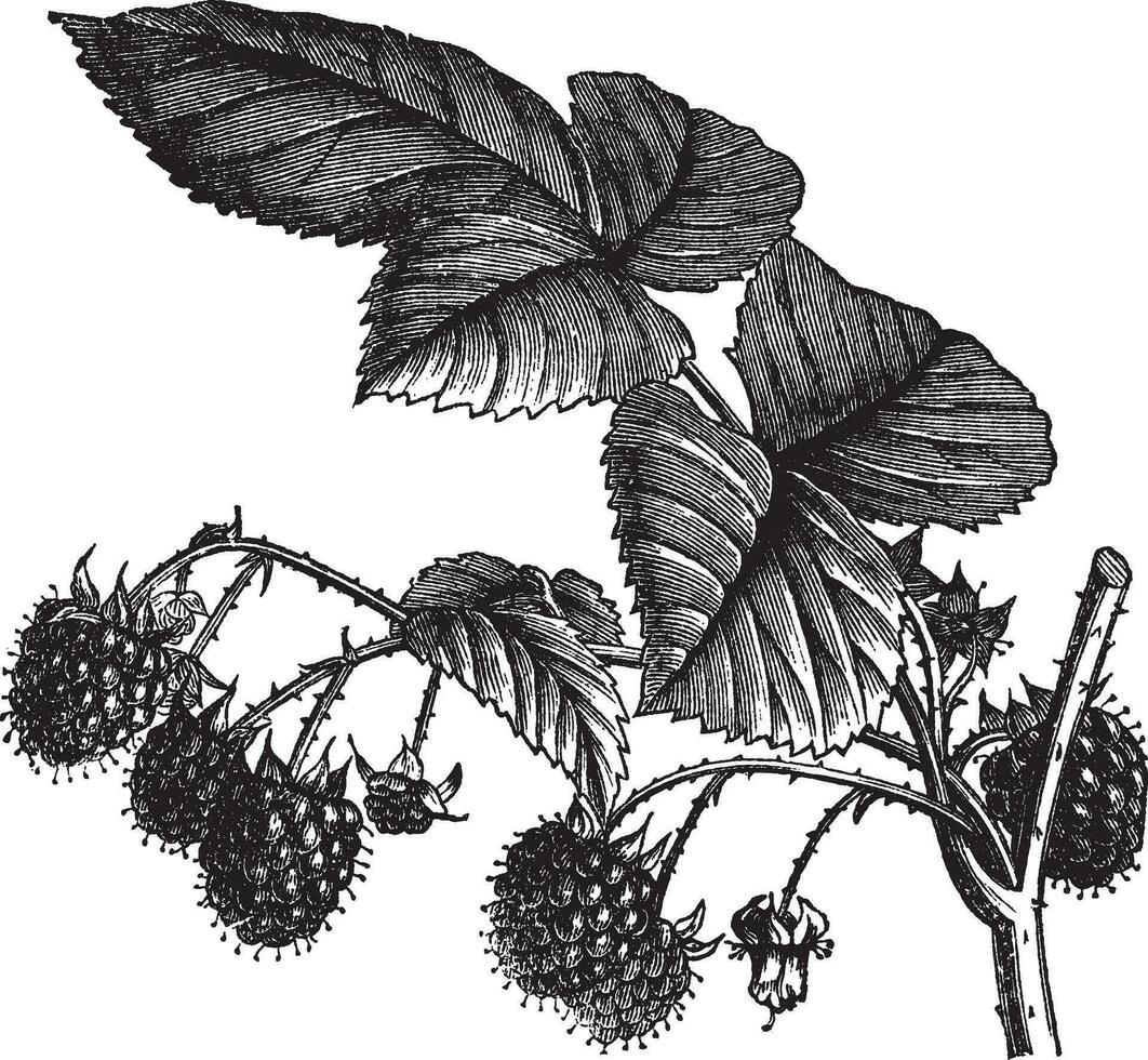 rojo frambuesa o rubus idaeus Clásico grabado vector