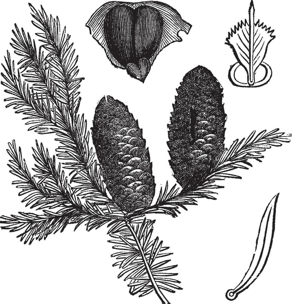 Balsam fir or Abies balsamea vintage engraving vector