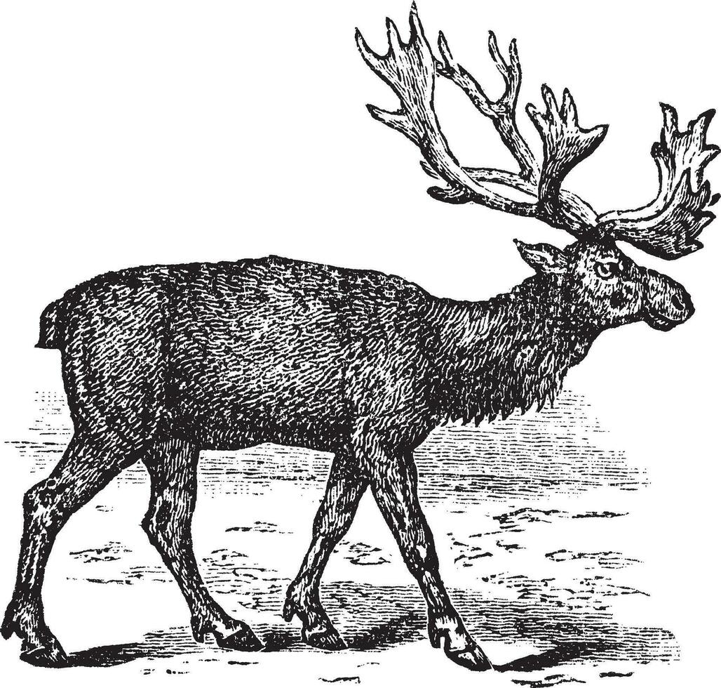 Reindeer or Rangifer tarandus vintage engraving vector
