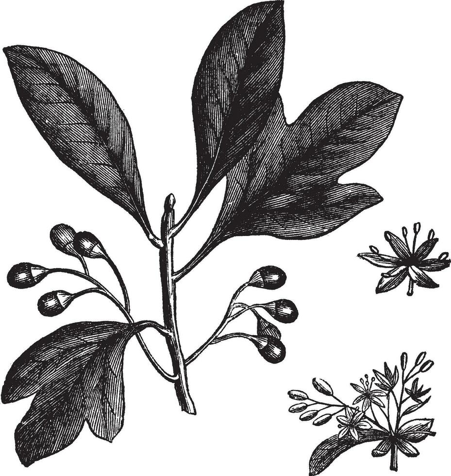 Sassafras or Sassafras albidum vintage engraving vector