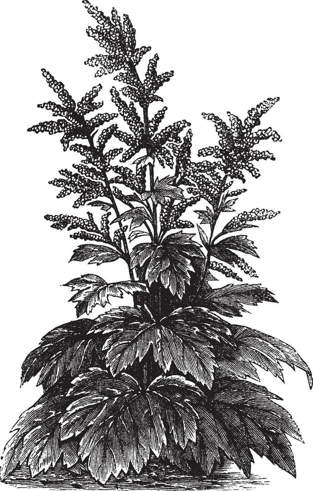 reuma officinale Clásico grabado vector