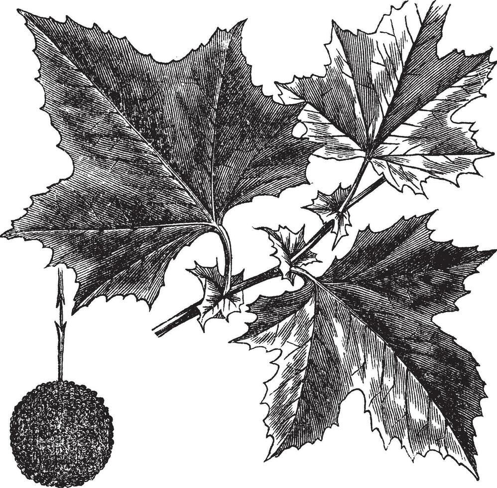 American Sycamore or Platanus occidentalis, vintage engraving vector