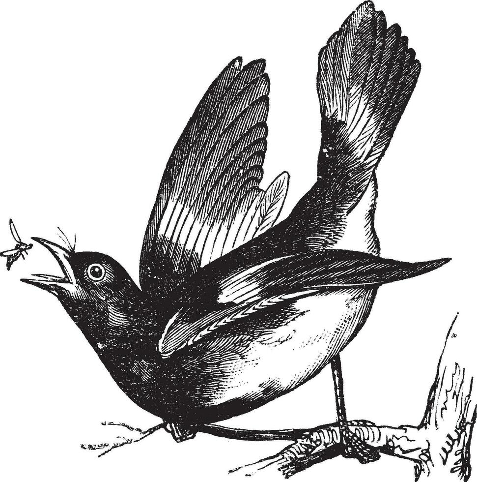 American Redstart or Setophaga ruticilla vintage engraving vector