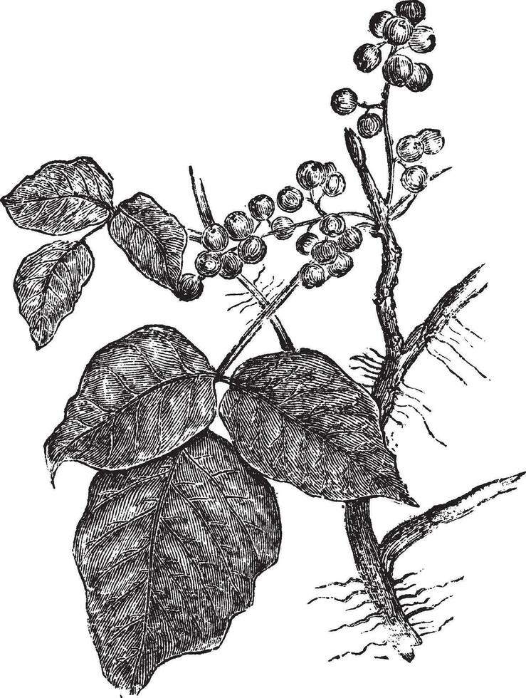 Poison ivy Rhus Toxicodendron, vintage engraving. vector