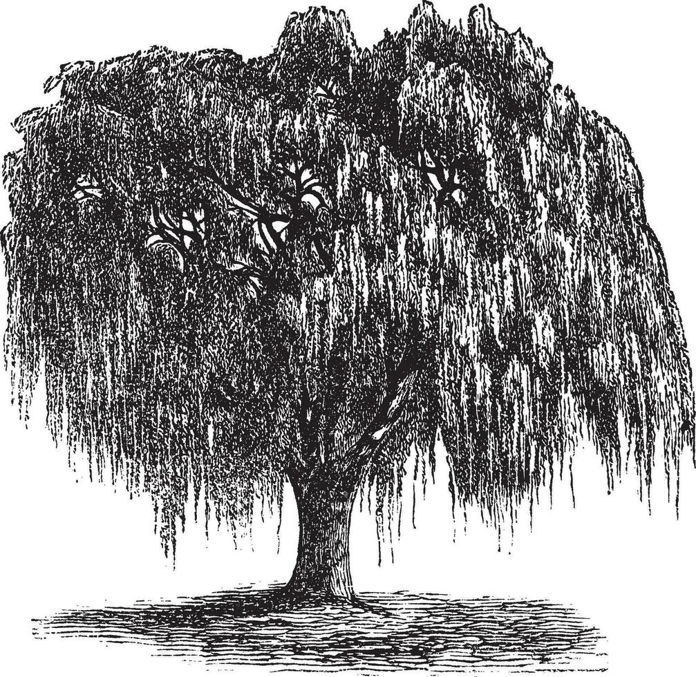 Babylon Willow or Salix babylonica vintage engraving vector