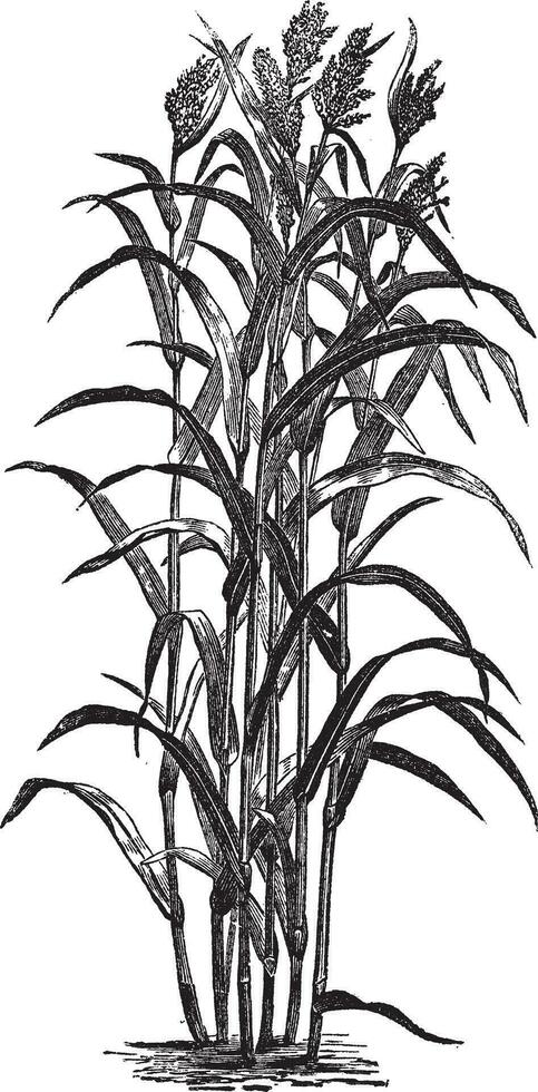 Sorghum bicolour or sorghum vintage engraving vector