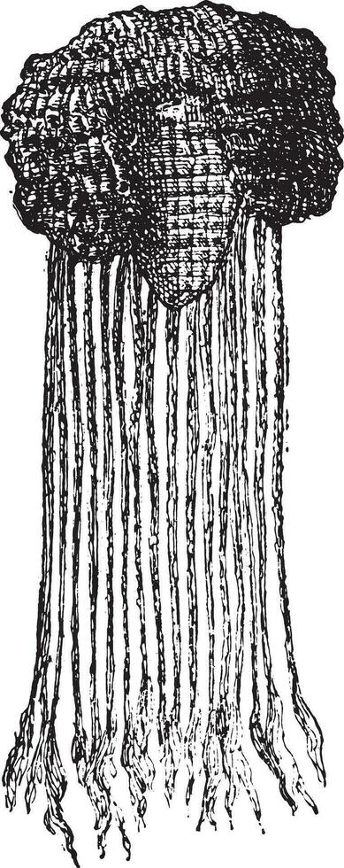 egipcio peluca, Clásico grabado. vector