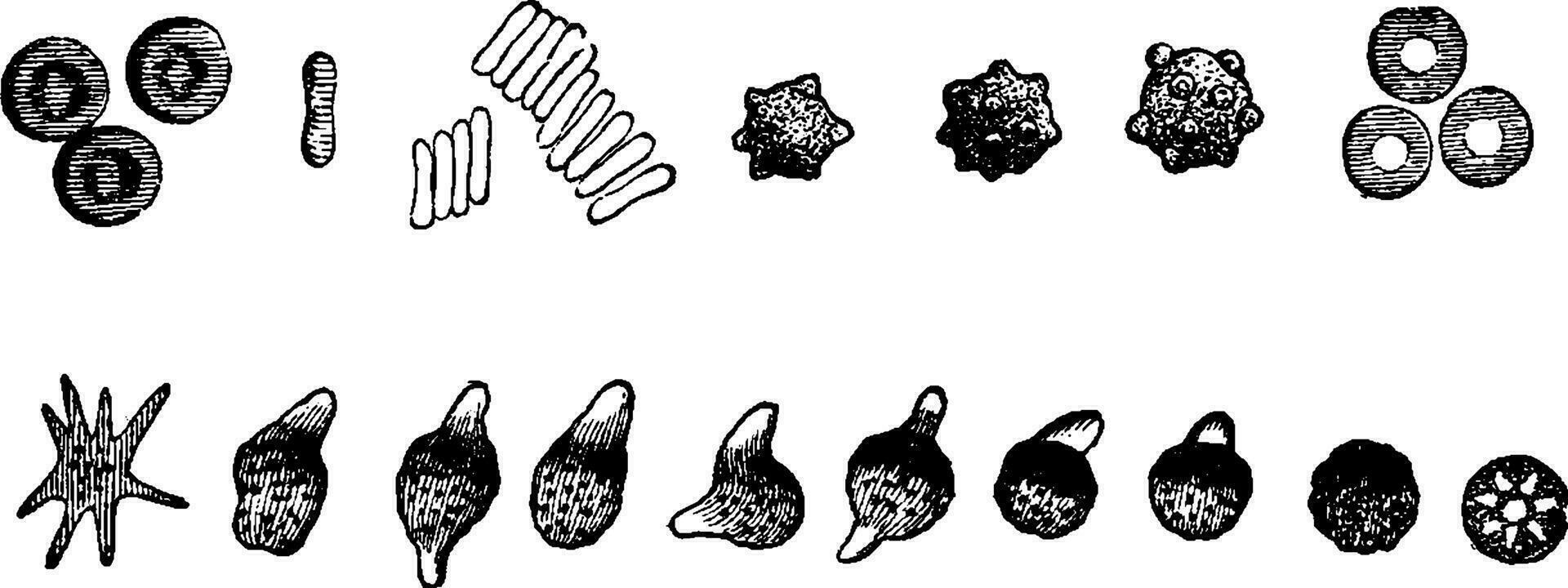 RBCs, vintage engraving. vector