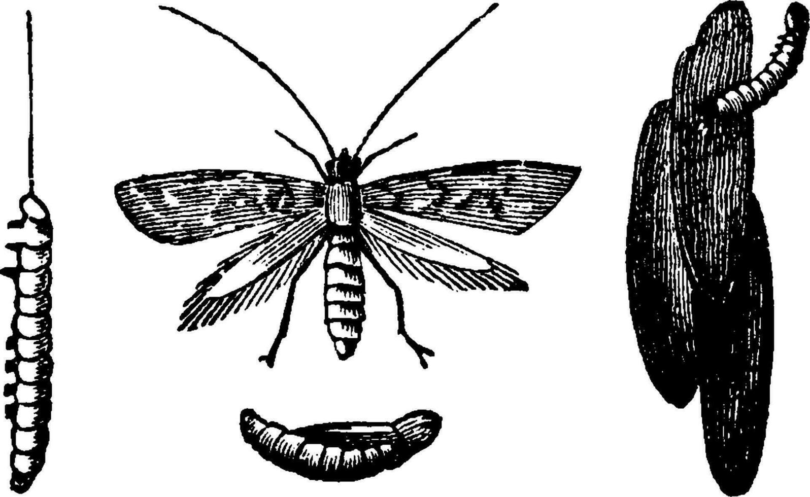 Ringworm of the grains, vintage engraving. vector