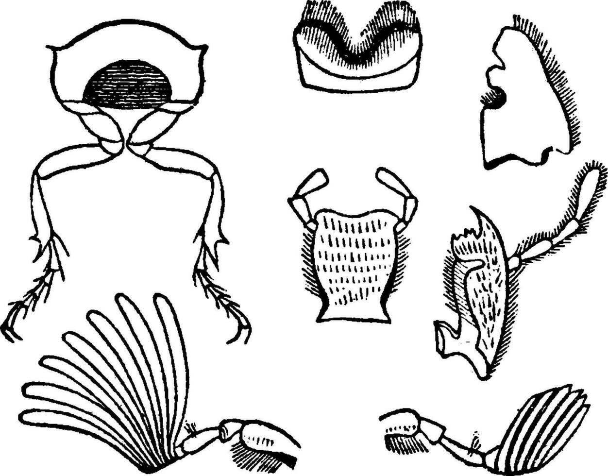 Fig 1. Section of body, Fig 2 Parts mouth, Fig 3 Antennas chafer, vintage engraving. vector