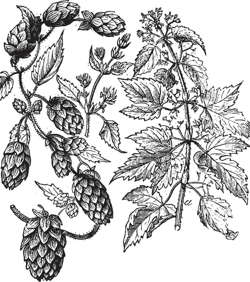 Hops, vintage engraving. vector