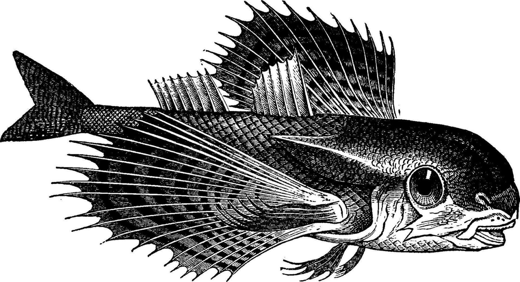 Dactylopterus, vintage engraving. vector