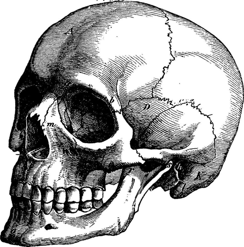 esqueleto de el humano cabeza, Clásico grabado. vector