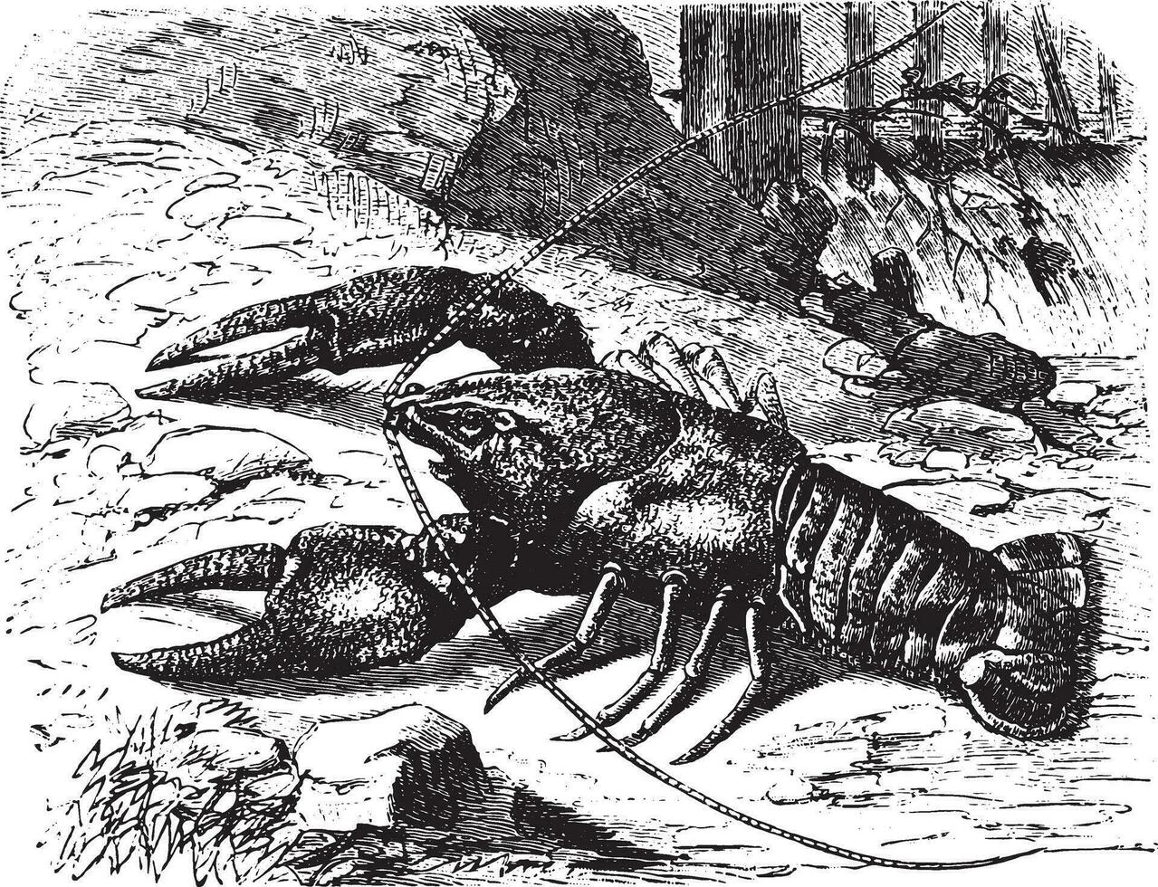 Crayfish, vintage engraving. vector