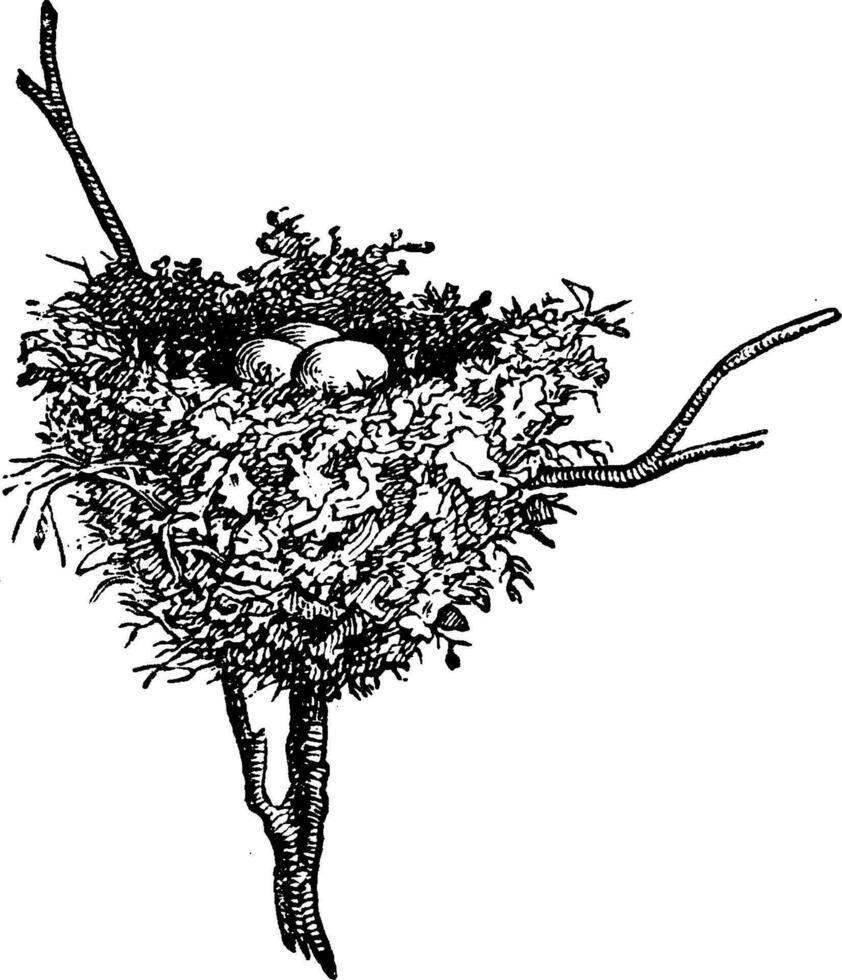 Hummingbird nests, vintage engraving. vector