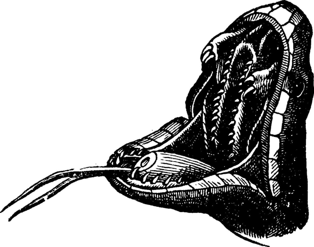 Viper mouth, vintage engraving. vector