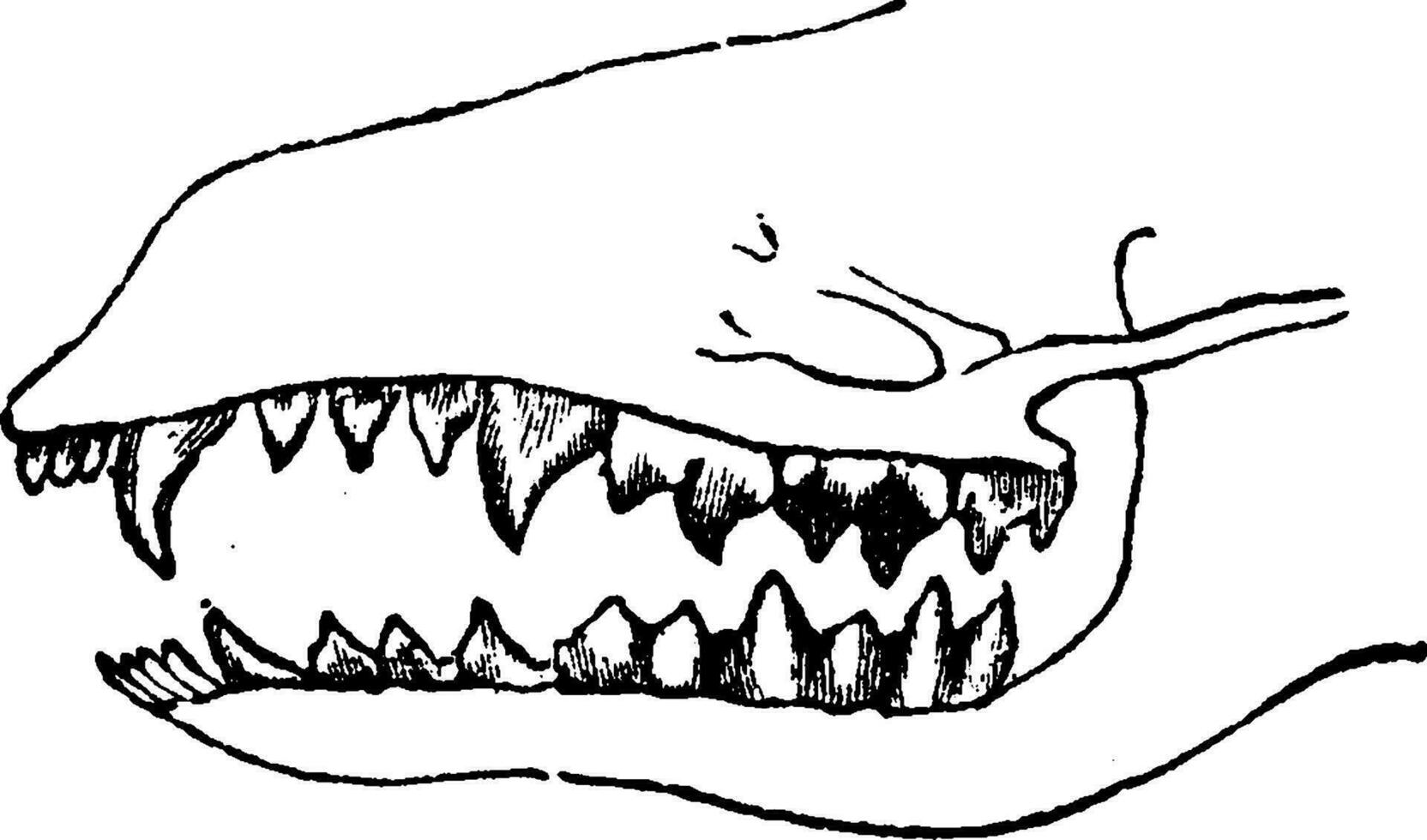 Teeth of an insectivorous, vintage engraving. vector