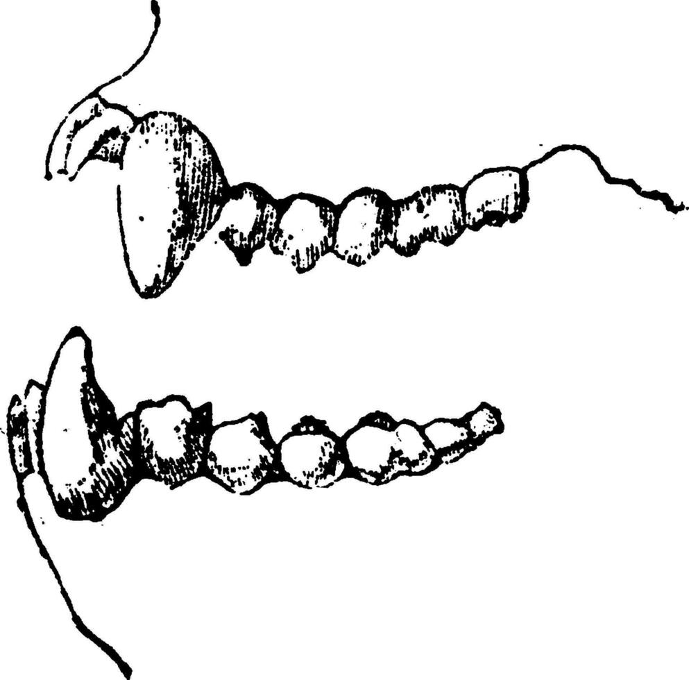 mono dientes África, Clásico grabado. vector