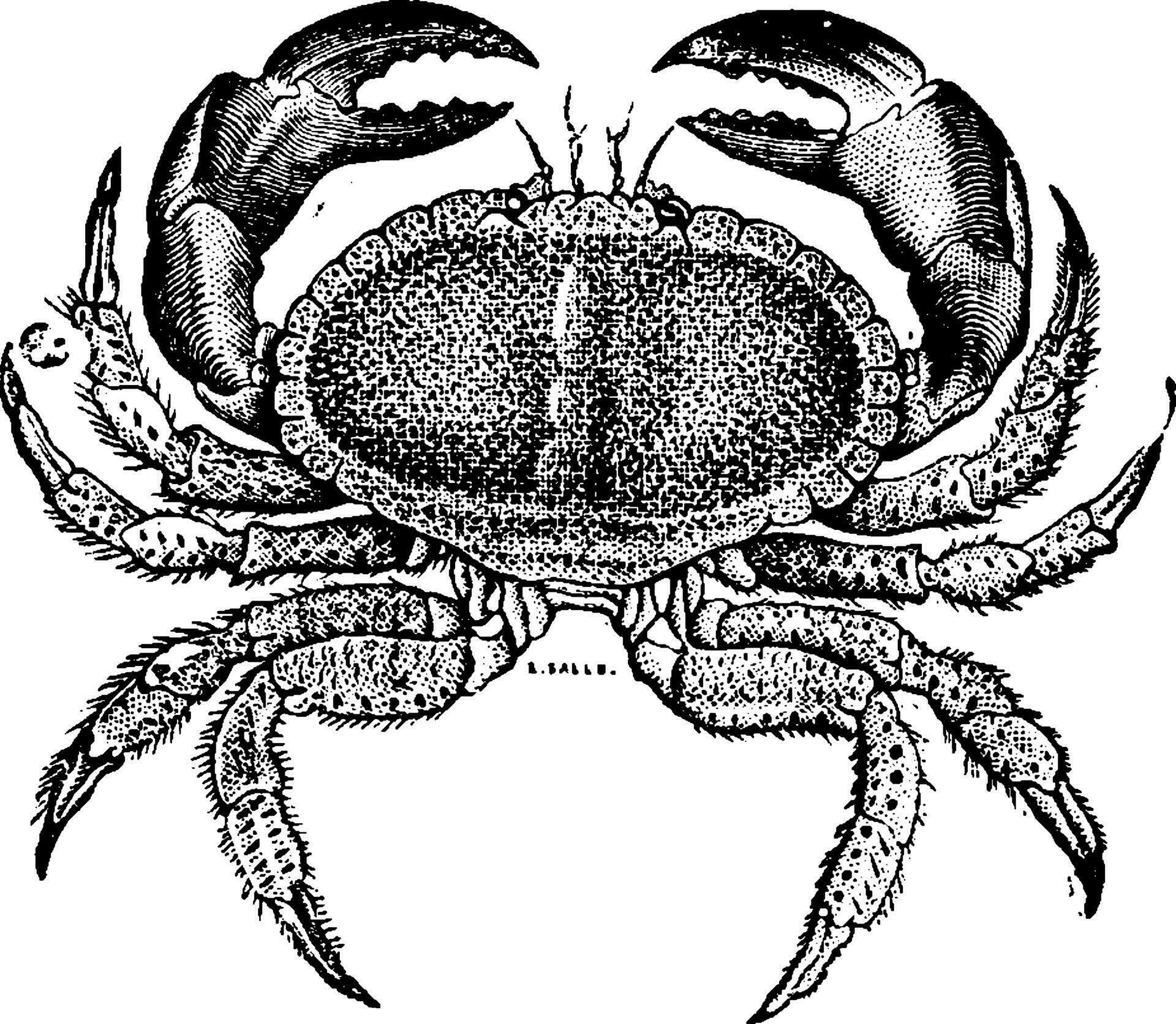 Crab cake, vintage engraving. 34975768 Vector Art at Vecteezy