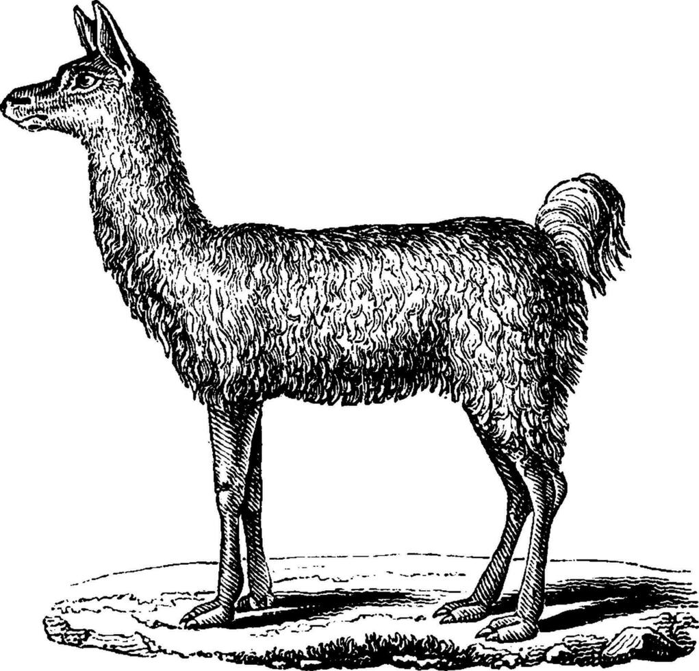 Lama, vintage engraving. vector