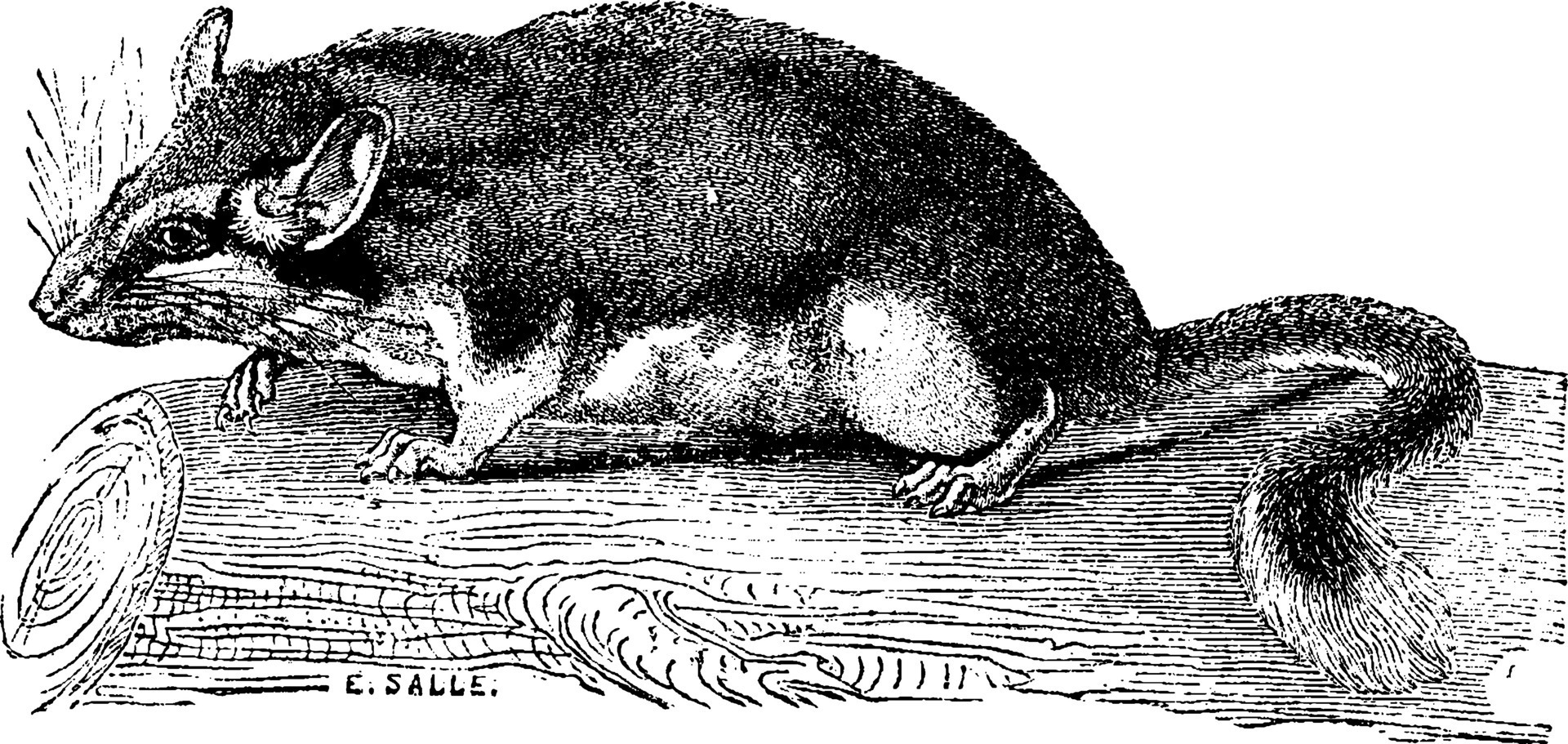 Dormouse, vintage engraving. 34975779 Vector Art at Vecteezy
