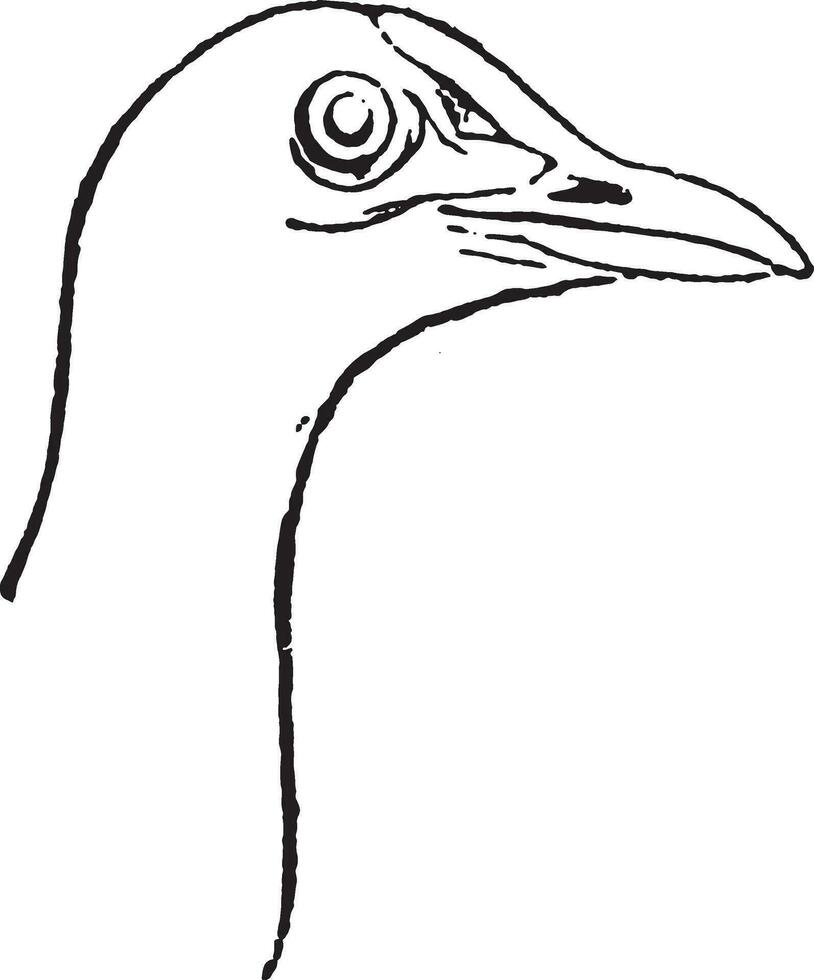 Head Moorhen or marsh hens, vintage engraving. vector
