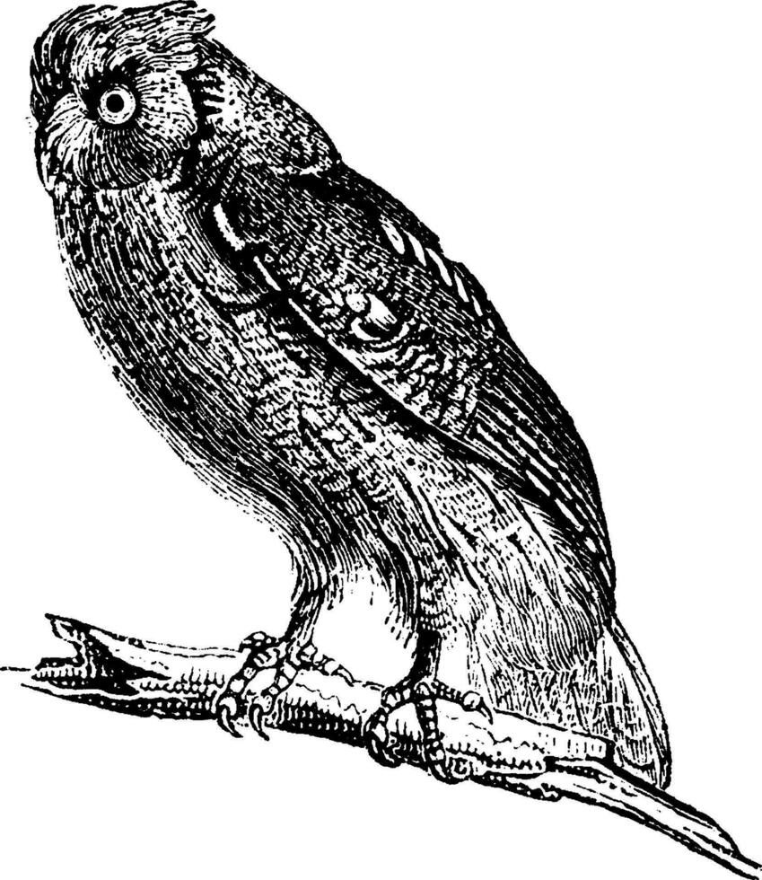 Owl, vintage engraving. vector