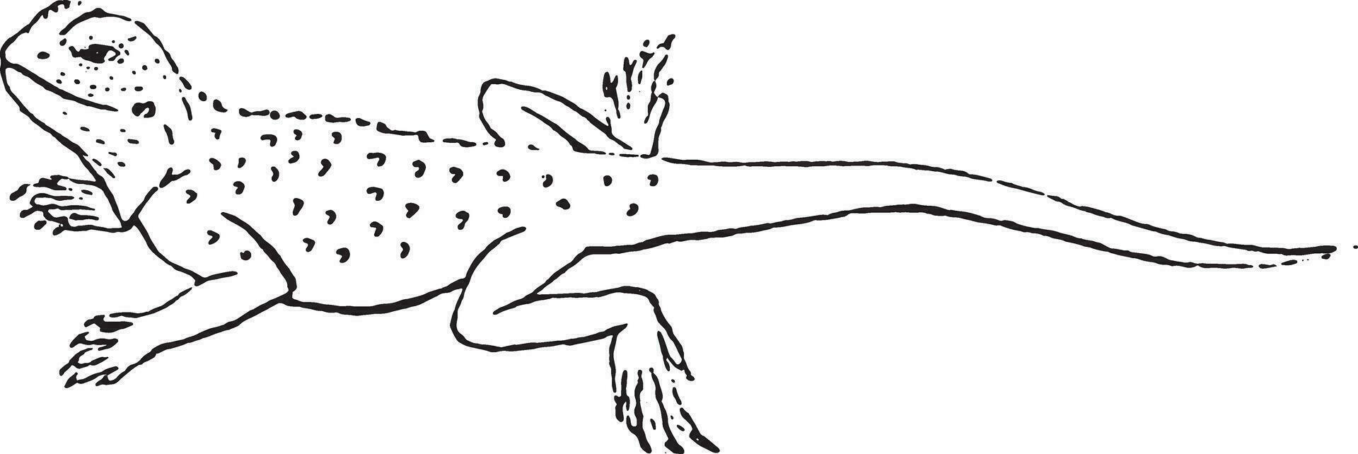 Agama lizard of the genus, vintage engraving. vector