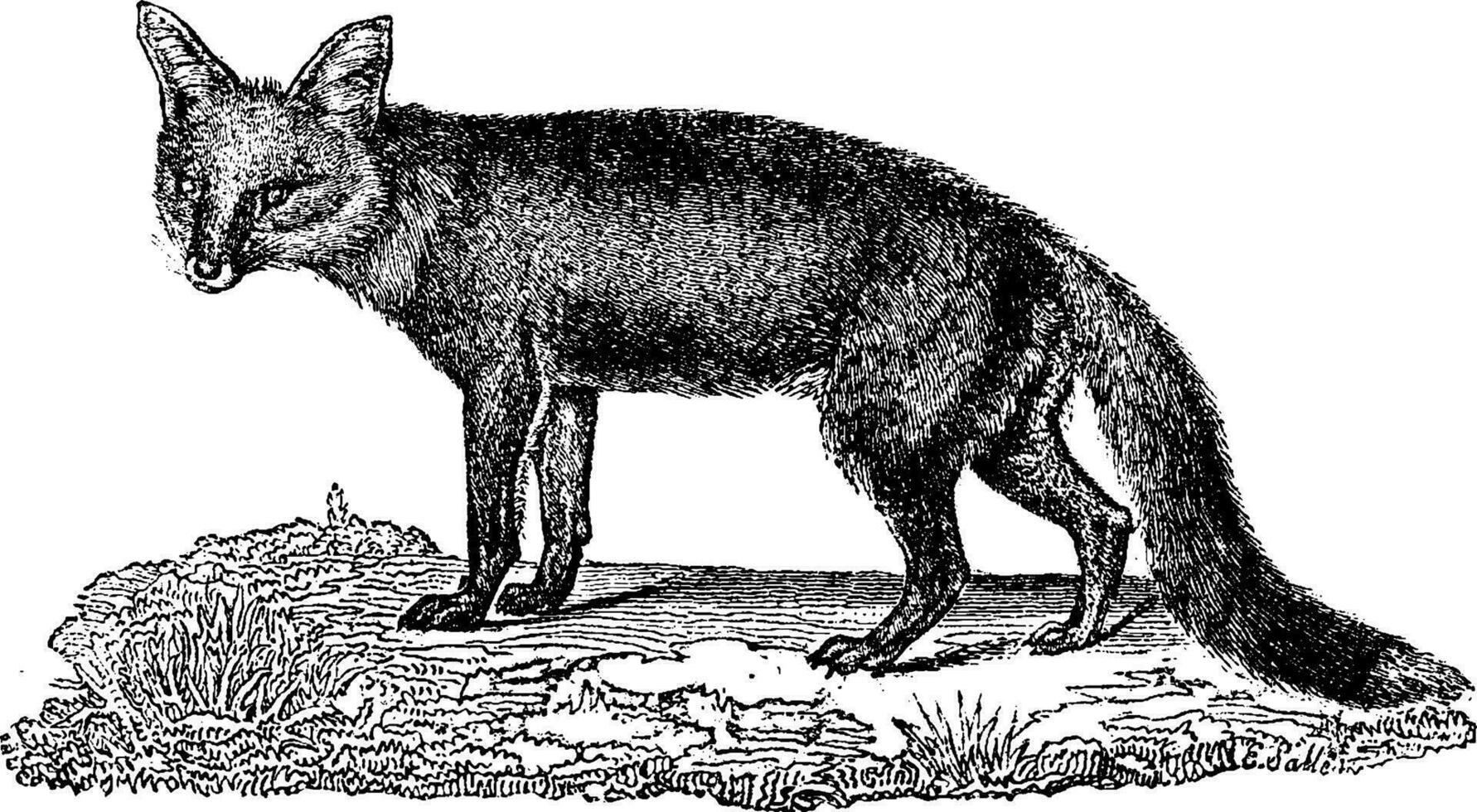 Fox, vintage engraving. vector
