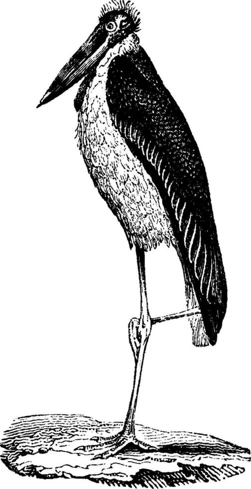 Stork Bag, vintage engraving. vector