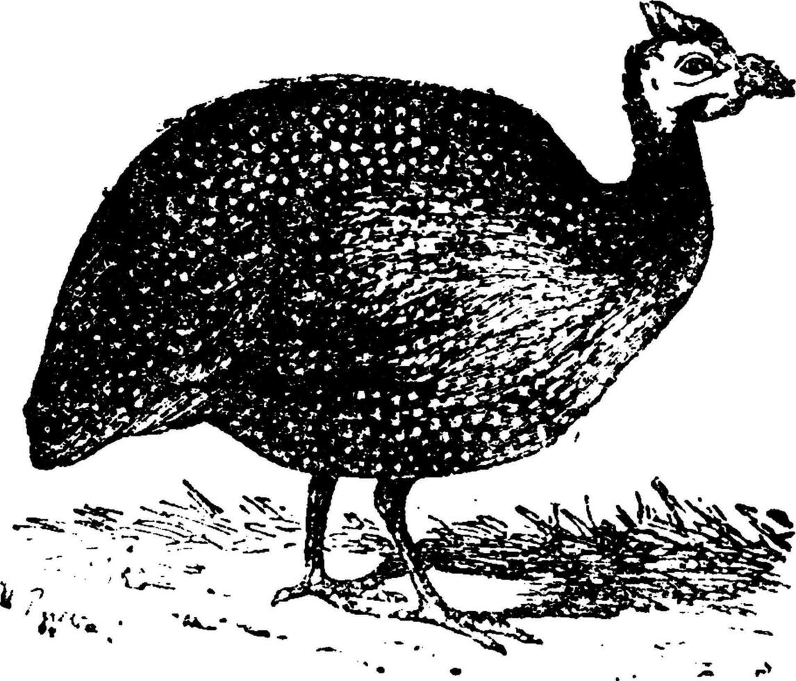 Guineafowl, vintage engraving. vector