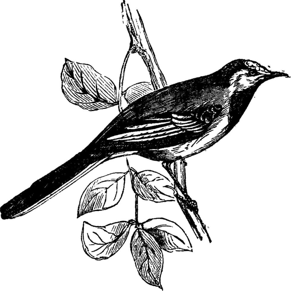 Wagtail, vintage engraving. vector