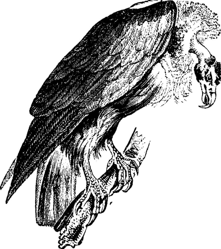 Griffon vulture, vintage engraving. vector