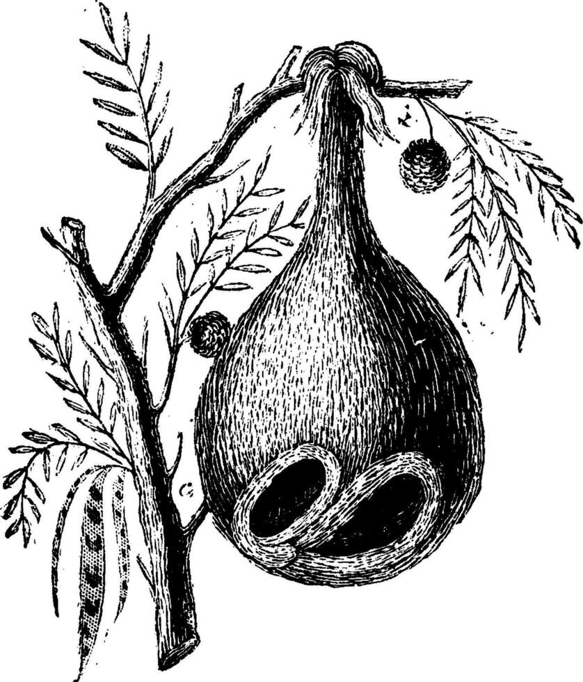 Baya nest, vintage engraving. vector